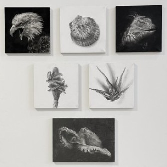 動植物の表情をテーマにした素描