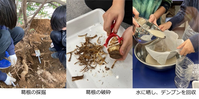 化学実践実習：クズ（葛）の根からデンプンを採ろう！