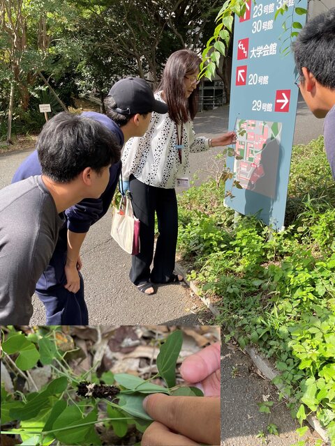 学内フィールドワーク「ジャコウアゲハと食草」