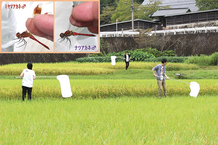 谷戸水田で水生昆虫を調査