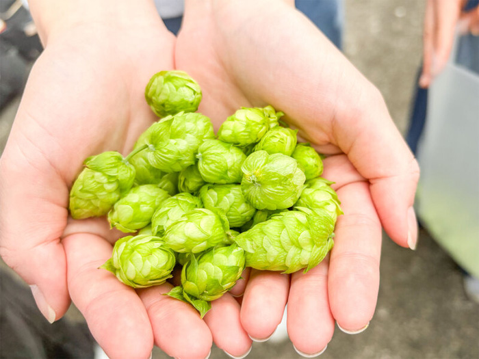 明星大学の学生たちが育成した「ホップ」